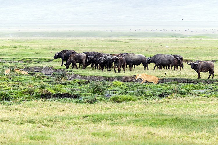 TZA ARU Ngorongoro 2016DEC26 Crater 044